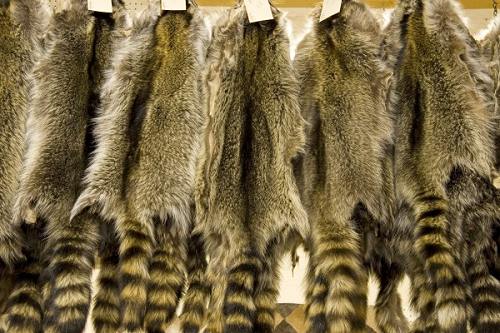 fur pictures