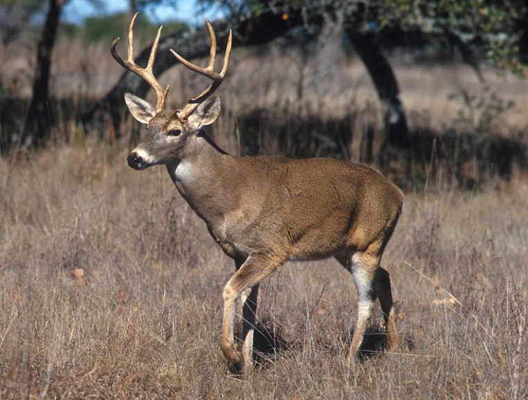 deer photo