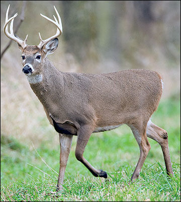 fall firearms deer season photo