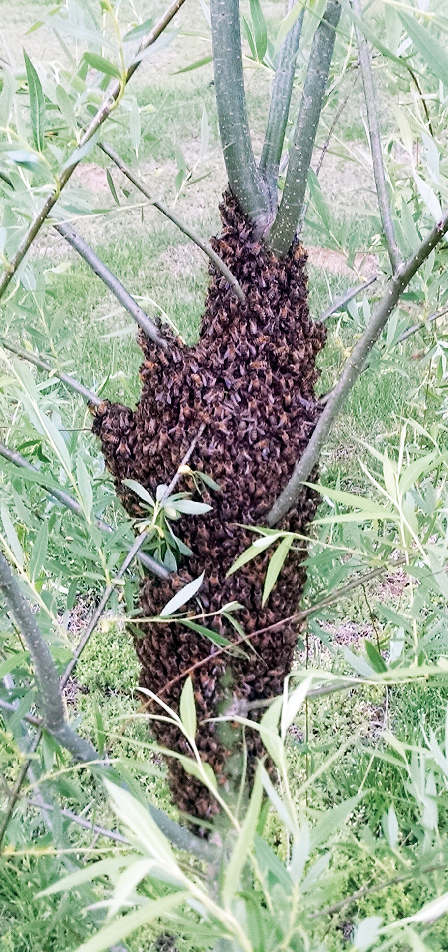 Bee swarm