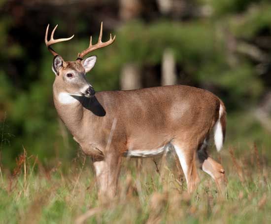 deer photo