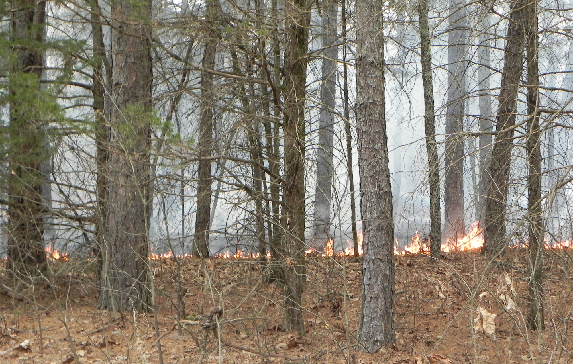 Burning ground litter