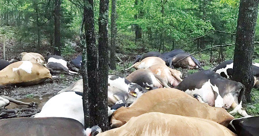 Dead cows