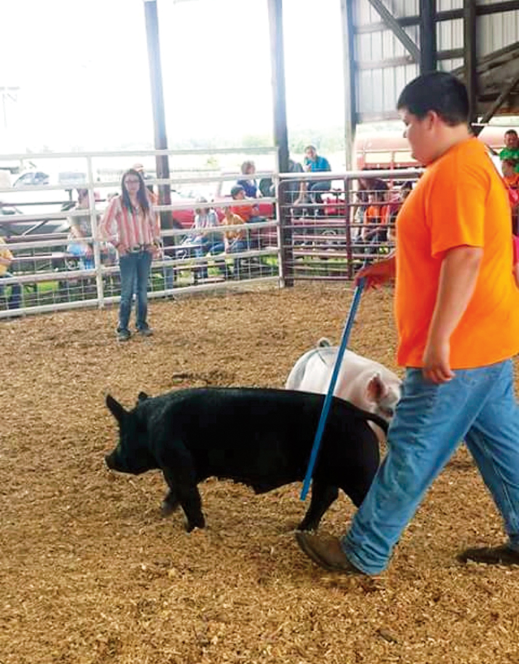 Jackpot show swine