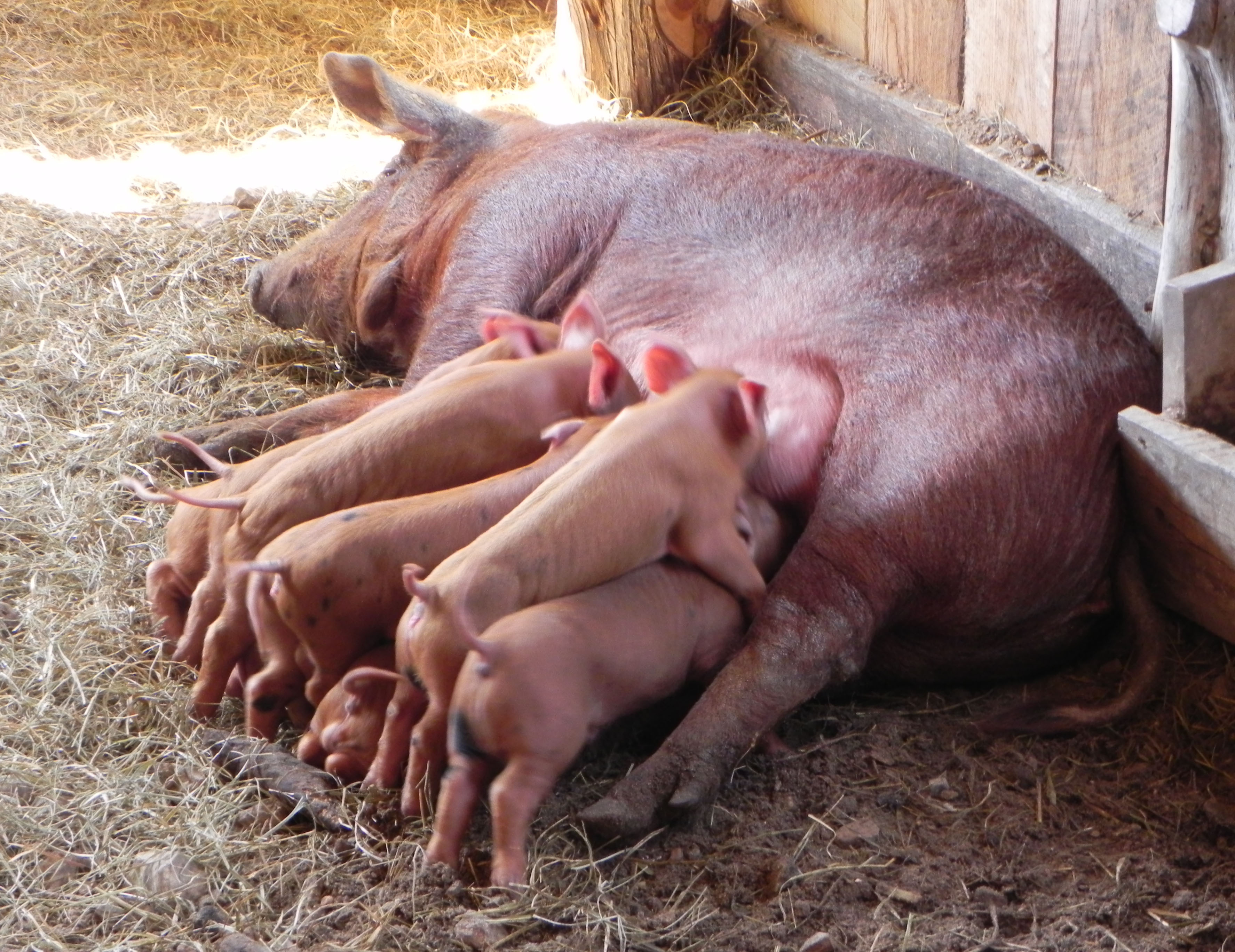 Hungry piglets