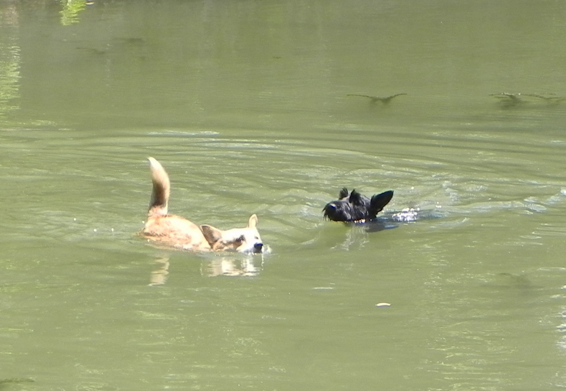 Gertie and Scotty swimming