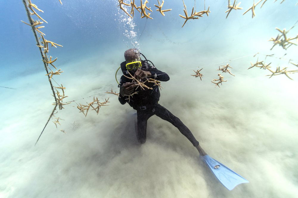 Coral garden