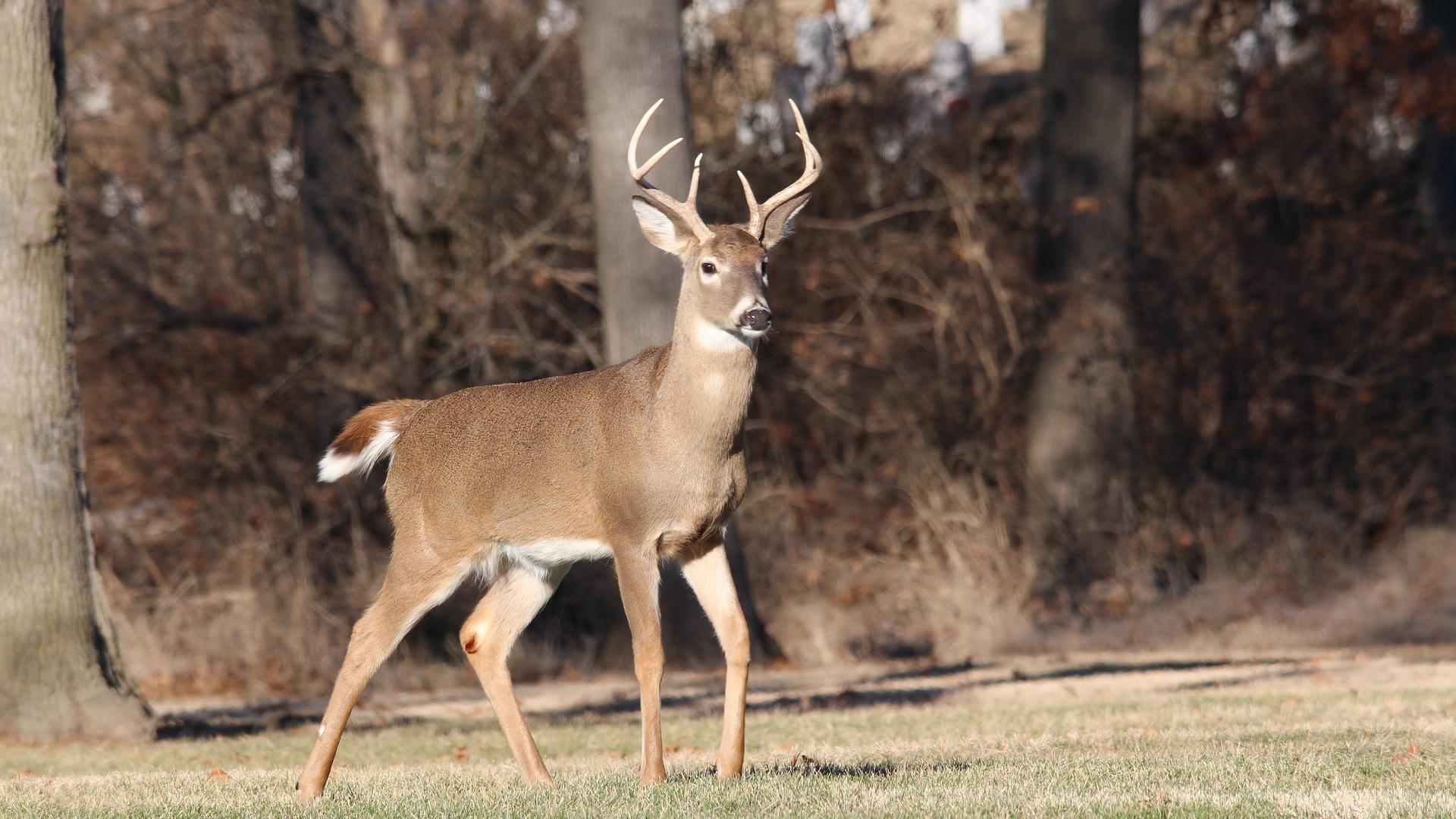 deer picture