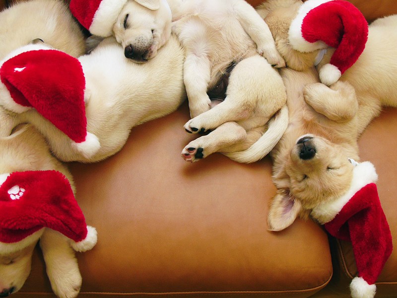 Christmas puppies photo