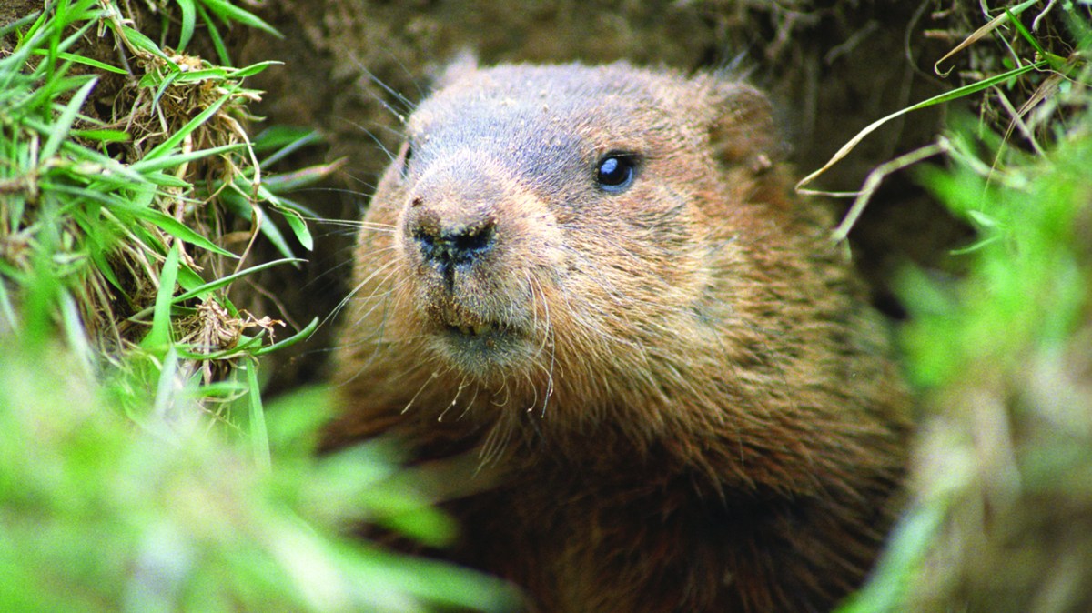 groundhog picture