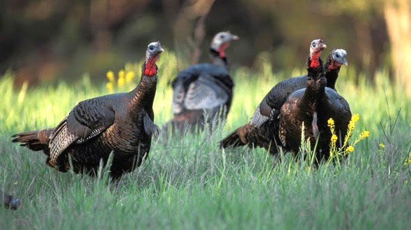 picture of turkeys