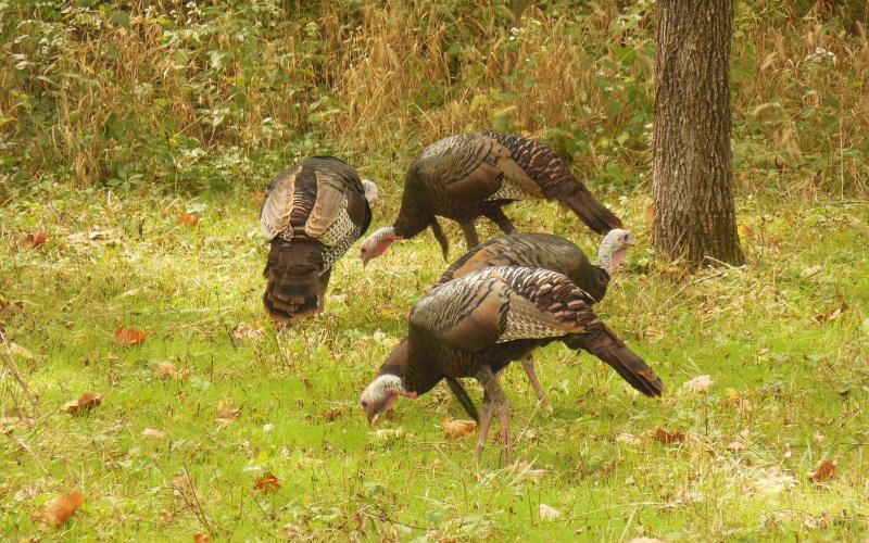 turkey photo