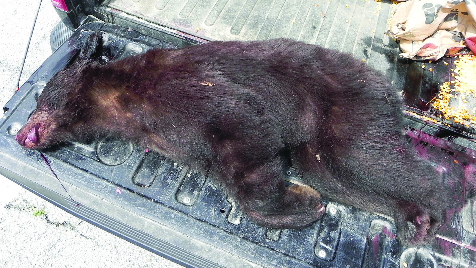 bear photograph