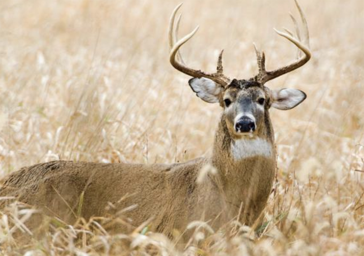 deer photograph