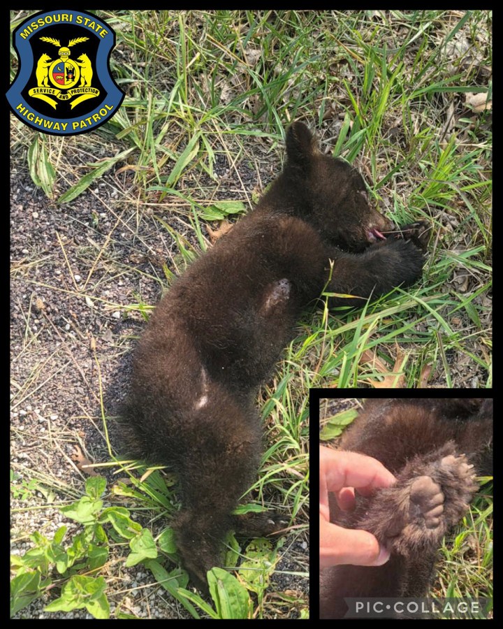 Bear cub struck and killed south of Cabool, state patrol says