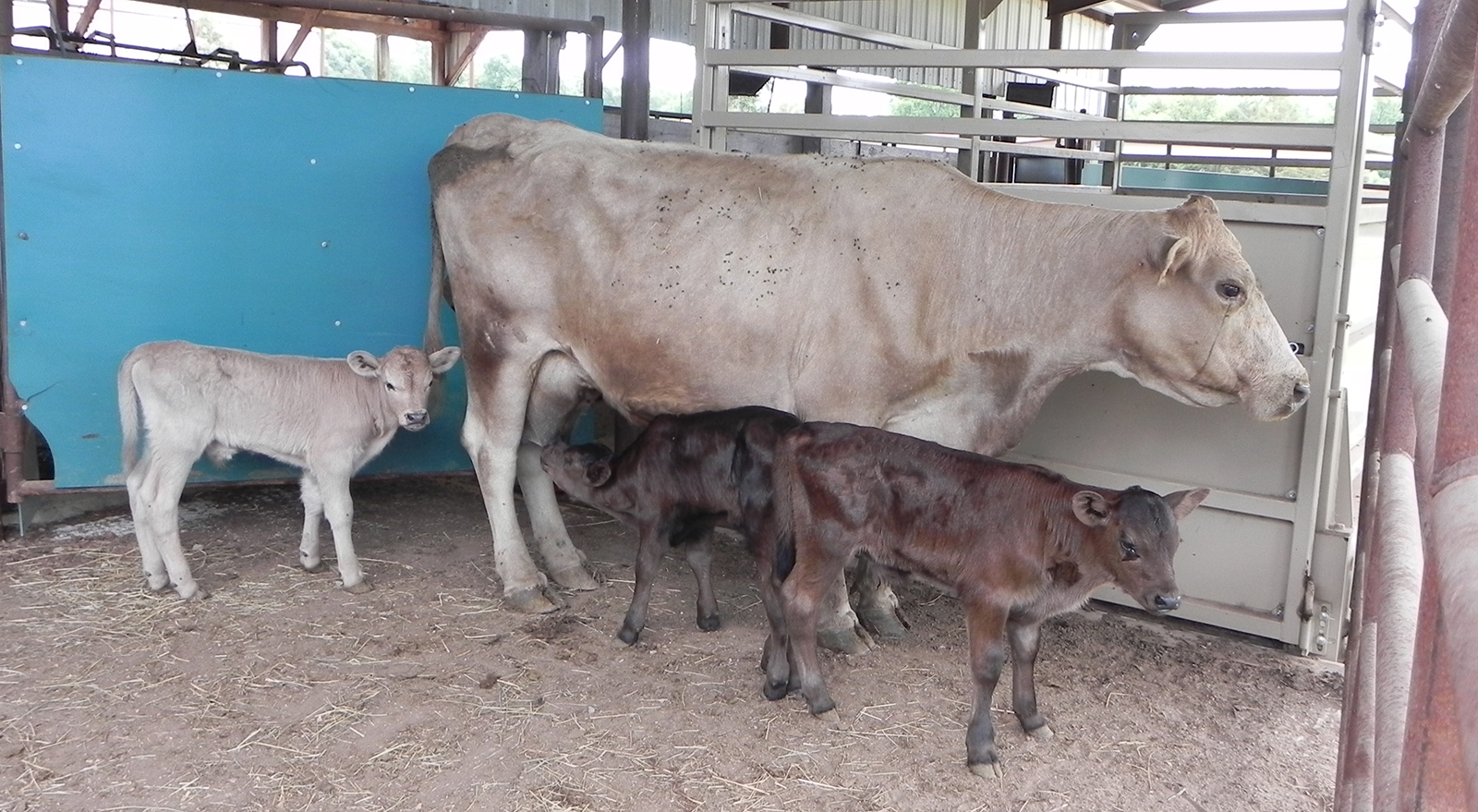 Calf triplets thrive at farm near Houston