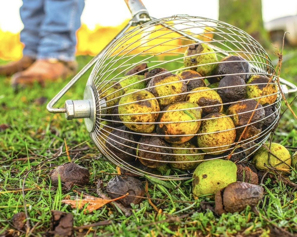 Price drops for hulled black walnuts