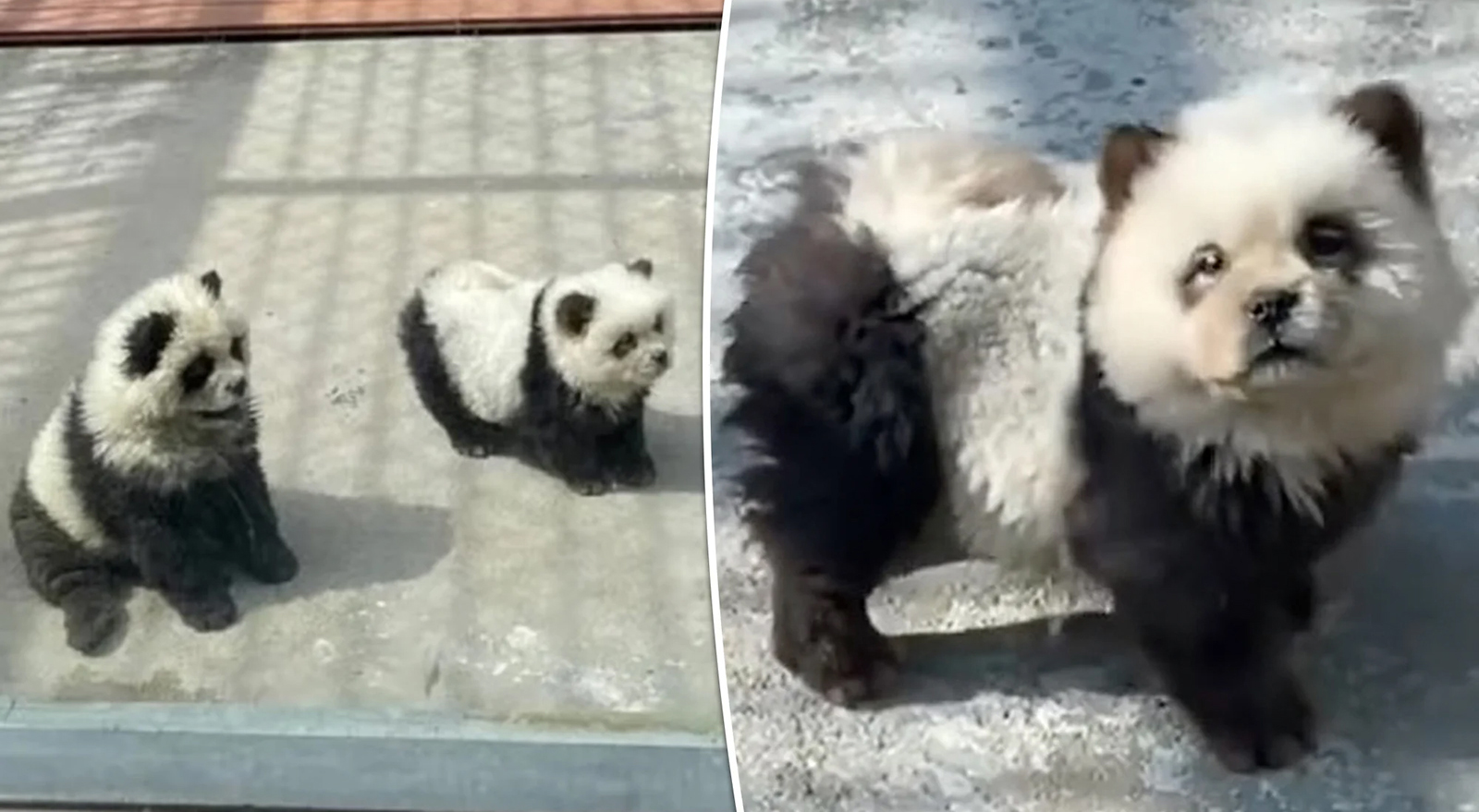 Zoogoers in China outraged to discover panda exhibit was actually dogs dyed black and white