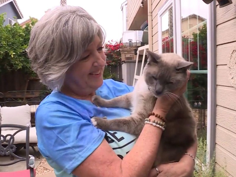A lost cat’s mysterious 2-month, 900-mile journey home to California